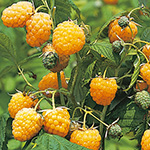 ラズベリー ファンタジー R レッド 種 苗 ガーデニング用品の タキイネット通販