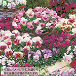 パンジー ビオラ ピンクグラデーション セット 種 苗 ガーデニング用品の タキイネット通販