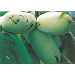 かんきつ あすき 種 苗 ガーデニング用品の タキイネット通販