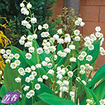 ドイツスズラン 種 苗 ガーデニング用品の タキイネット通販