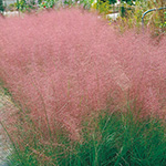 ミューレンベルギア カピラリス 種 苗 ガーデニング用品の タキイネット通販