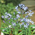 シラー ビマセア 種 苗 ガーデニング用品の タキイネット通販