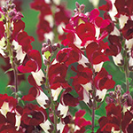 ユーストマ トルコ桔梗 ｆ1マジシャンボーイ 種 苗 ガーデニング用品の タキイネット通販