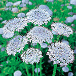 ディディスカス ブルー ブルーレース 種 苗 ガーデニング用品の タキイネット通販