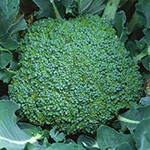 ブロッコリー