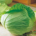 キャベツ