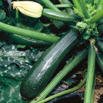 ズッキーニ