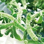 アイスプラント