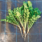 緑肥・景観用（クローバー、ヒマワリ、えん麦など）