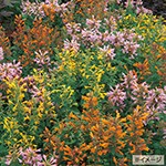 アガスターシャ