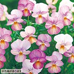 ビオラ F1ビビ マンゴーアンティーク 種 苗 ガーデニング用品の タキイネット通販