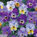 ブルーフラワー