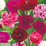 カーネーション