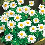 クリサンセマム