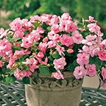 インパチェンス