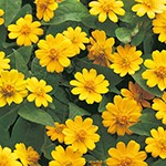 メランポディウム