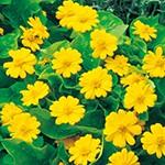 メランポディウム