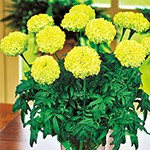 マリーゴールド