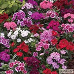 ダイアンサス（ナデシコ）