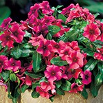 ビンカ（日日草）