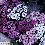 オステオスペルマム