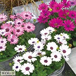 オステオスペルマム