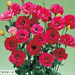 ユーストマ トルコ桔梗 F1パレオ ピンク 種 苗 ガーデニング用品の タキイネット通販