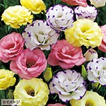 ユーストマ トルコ桔梗 F1パレオ ピンク 種 苗 ガーデニング用品の タキイネット通販