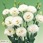 ユーストマ（トルコ桔梗）