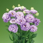 ユーストマ（トルコ桔梗）