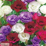 ユーストマ トルコ桔梗 F1パレオ ピンク 種 苗 ガーデニング用品の タキイネット通販