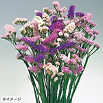 ドライフラワー向き