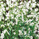 オンファロデス