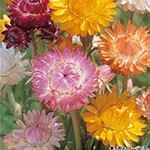 ヘリクリサム（帝王貝細工）