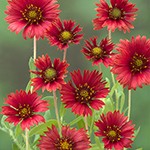 ガイラルディア