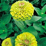 ジニア（百日草）