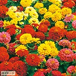 百日草（ジニア）