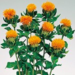 カルサムス（べにばな）