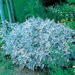 ダスティーミラー（シロタエギク）