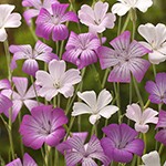 アグロステンマ