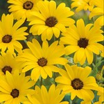 ディモルフォセカ