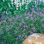 ローレンティア