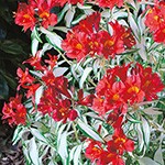 アルストロメリア