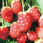 その他ベリー類