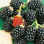 ブラックベリー