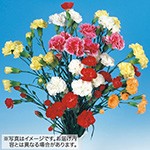 カーネーション