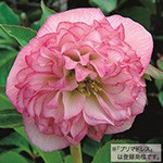 クリスマスローズ