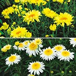 シャスターデージー