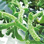 アイスプラント