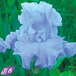 ジャーマンアイリス